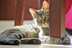 A Cautious Cat